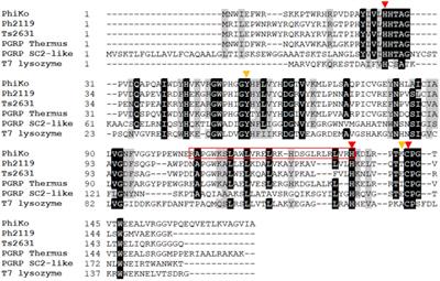 Molecular characterization of the PhiKo endolysin from Thermus thermophilus HB27 bacteriophage phiKo and its cryptic lytic peptide RAP-29